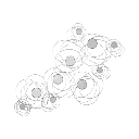 مرايا ديسي اشلي